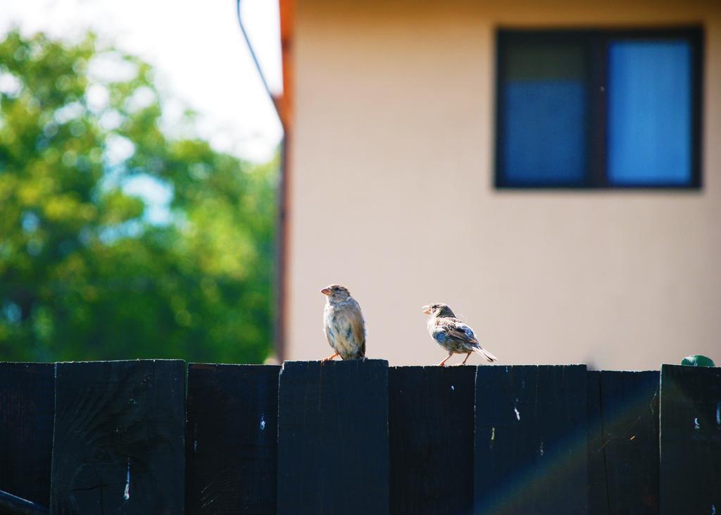Villa Swiss Săcele Dış mekan fotoğraf