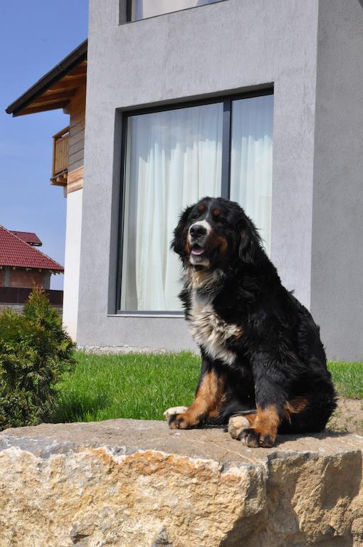 Villa Swiss Săcele Dış mekan fotoğraf