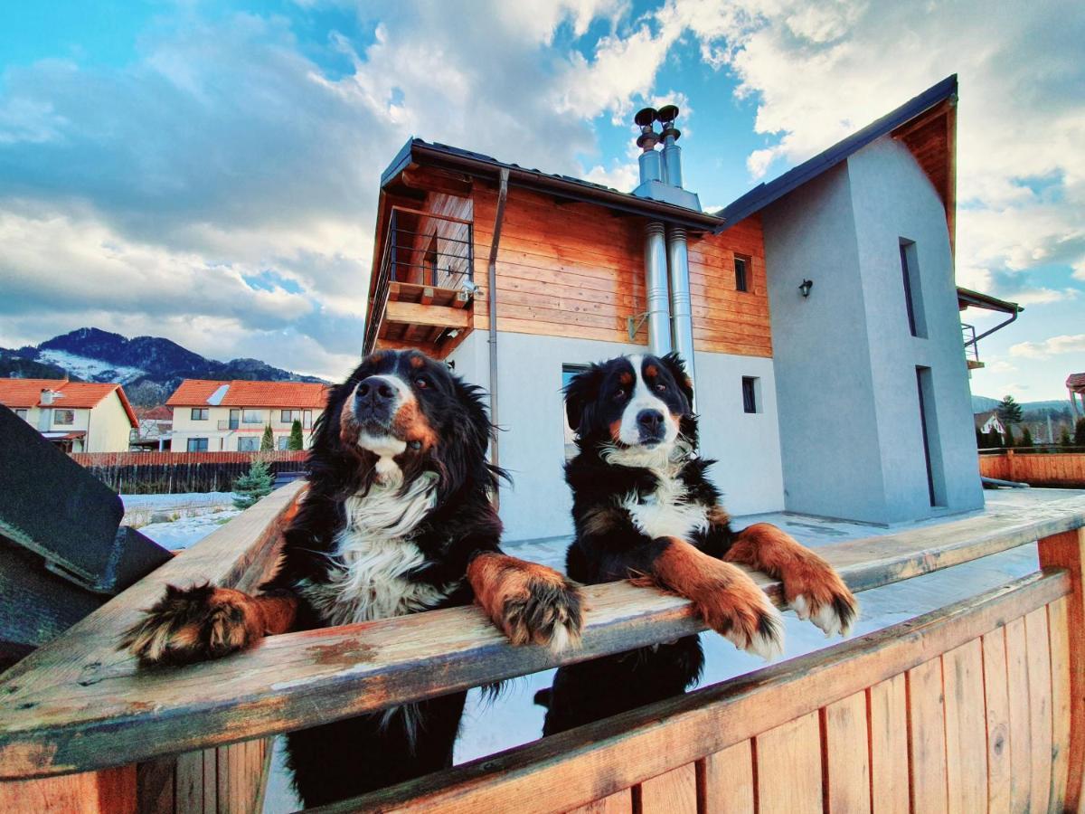 Villa Swiss Săcele Dış mekan fotoğraf